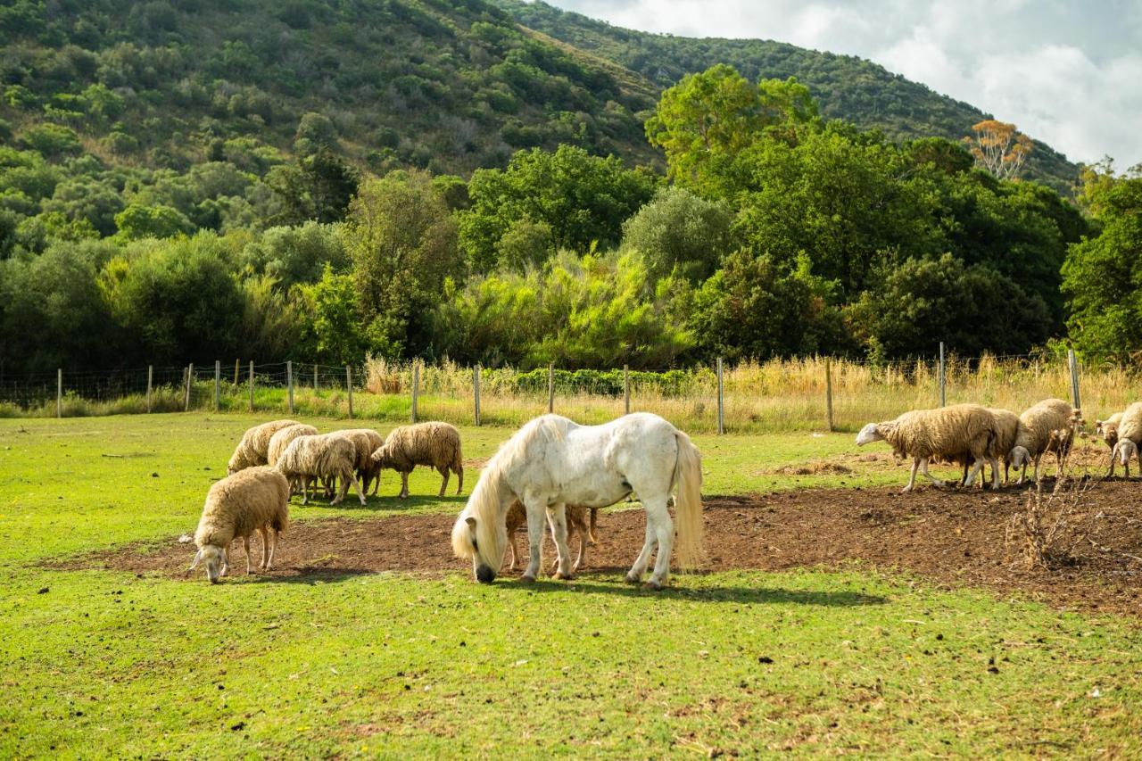 Antica Fattoria La Parrina Villa Orbetello Exteriör bild